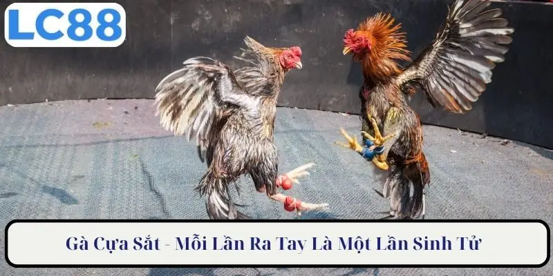 Gà cựa sắt mỗi lần ra tay là một lần sinh tử