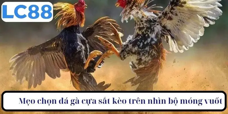 Mẹo chọn đá gà cựa sắt kèo trên hãy nhìn bộ móng vuốt 